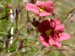 Jamesbrittenia breviflora flowers